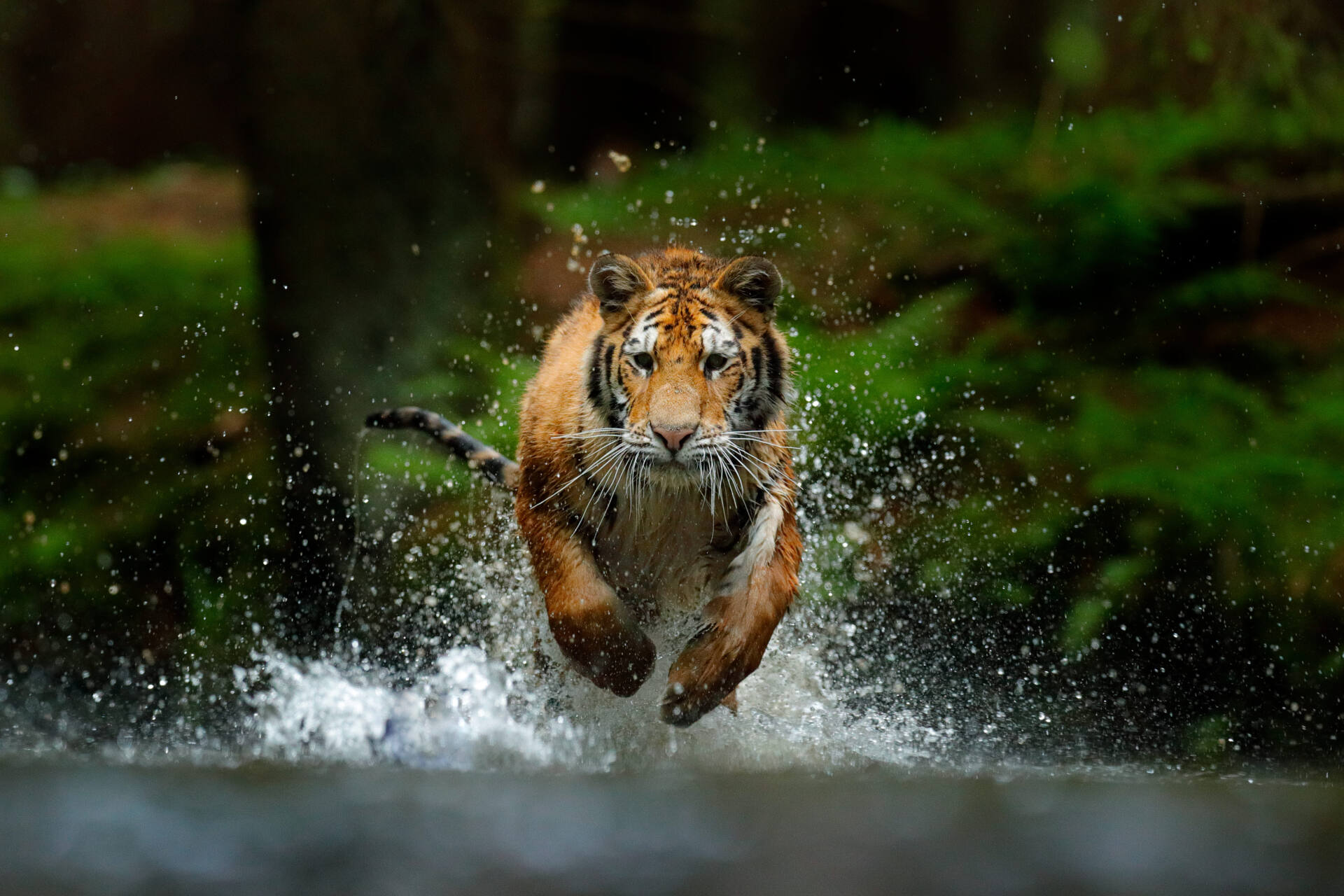 Tigre na natureza